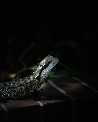 black reptile