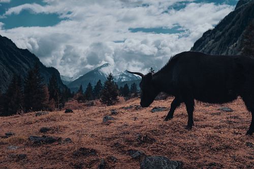 black water buffalo