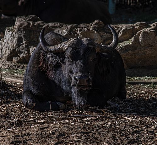 black water buffalo