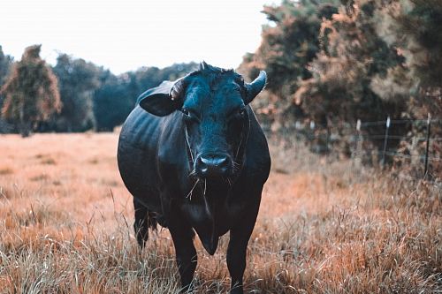 black water buffalo on field during daytime