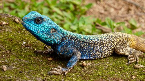 blue and grey lizard during daytime