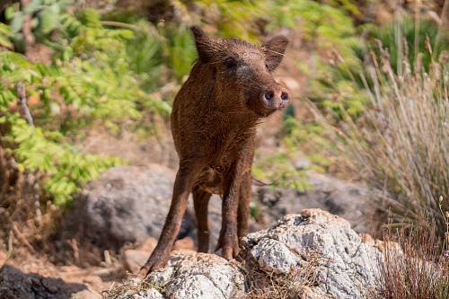 brown 4-legged animal on rock