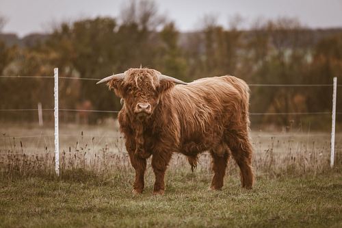 brown 4-legged animal standing near wire fence