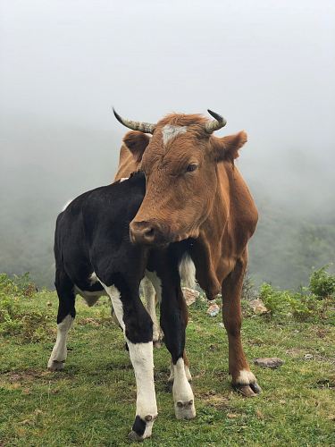 brown and black cattle