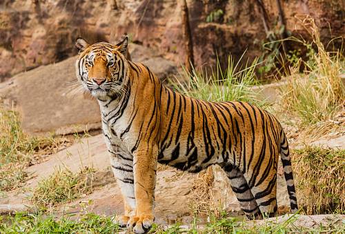 brown and black tiger on focus photography