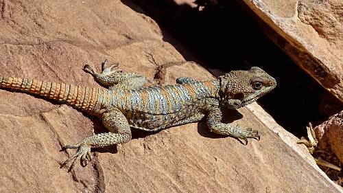 brown and gray bearded dragon on brown rock