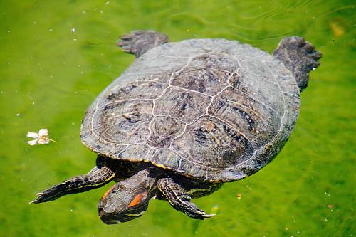 brown and gray turtle on body of water