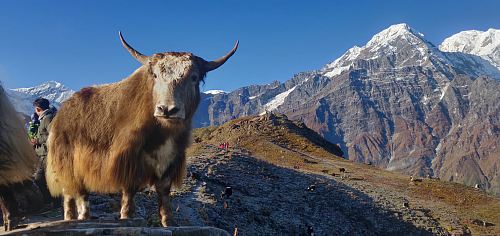 brown and white bull horn