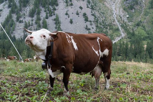 brown and white cattle