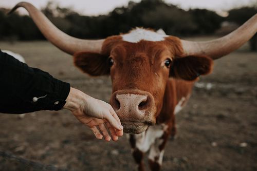 brown and white cattle