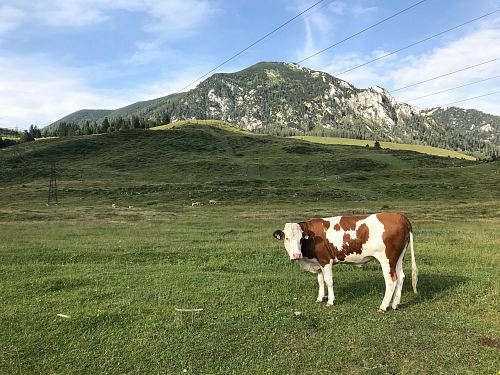 brown and white cattle on green grass field