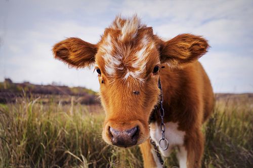 brown and white cattle on green grass field during daytime