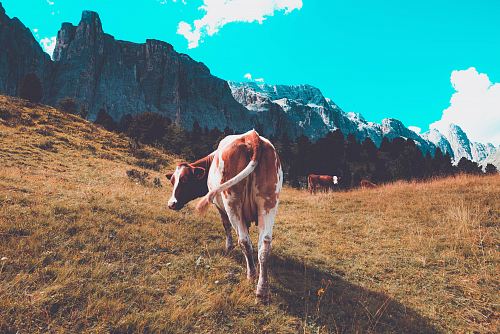 brown and white cattle on pasture during daytime