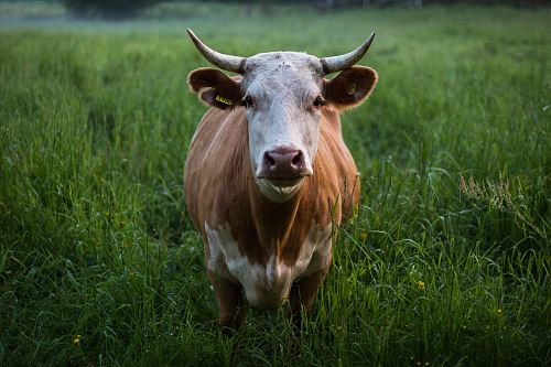 brown and white cattle standing at open field