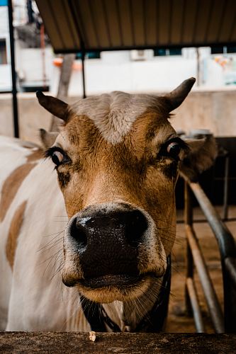 brown and white cow
