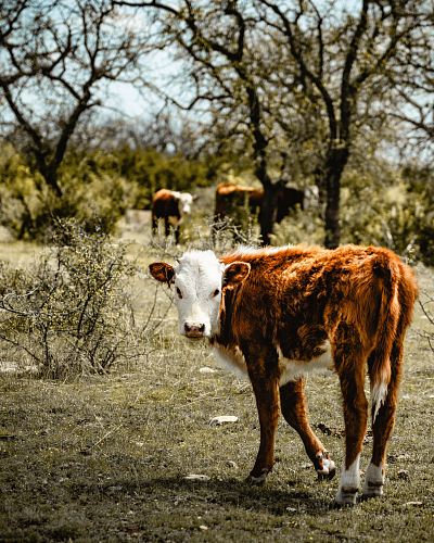 brown and white cow