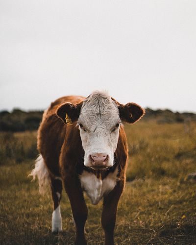 brown and white cow