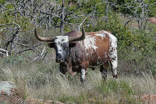 brown and white cow during daytime