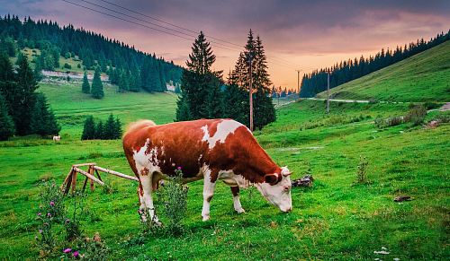 brown and white cow eating grass