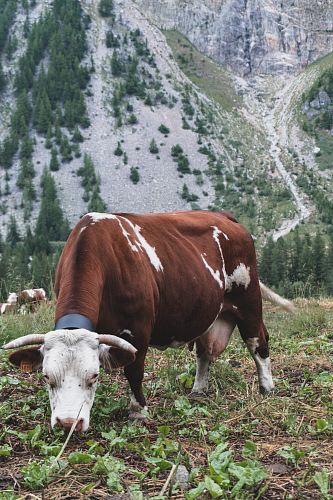 brown and white cow on field near mountain