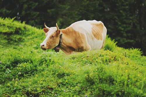 brown and white cow on green grass field