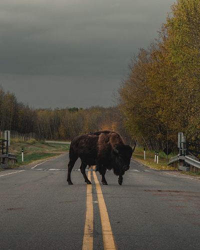 brown animal on road