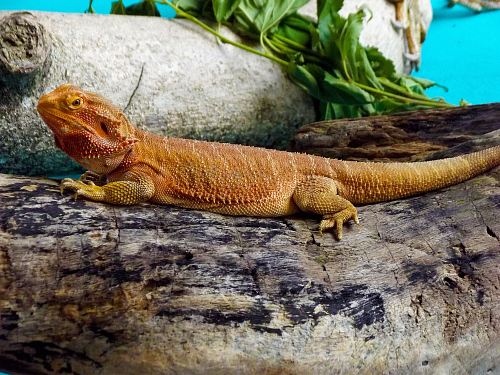 brown bearded dragon