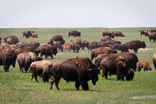 brown buffalo