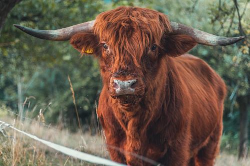 brown bull