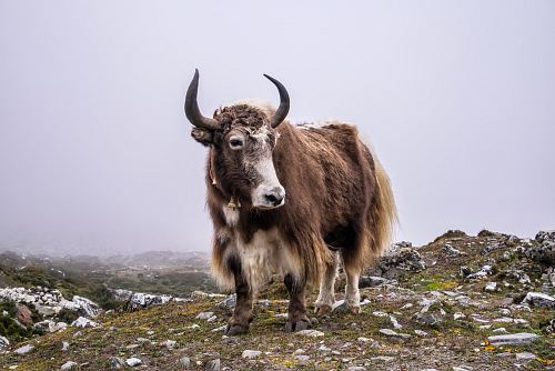 brown cattle