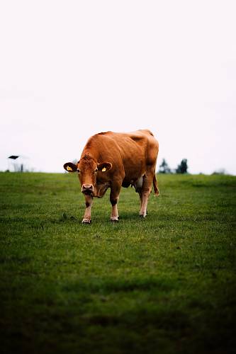 brown cattle