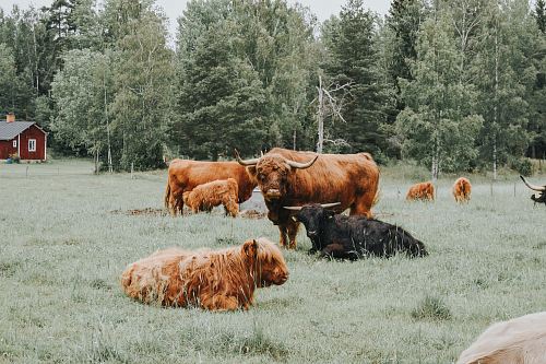 brown cattle during daytime