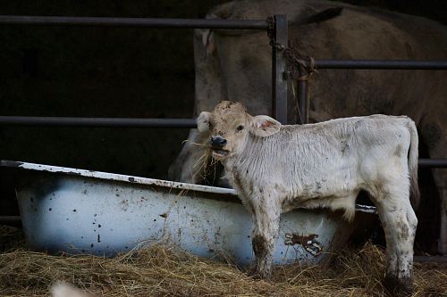 brown cattle near white bathtub
