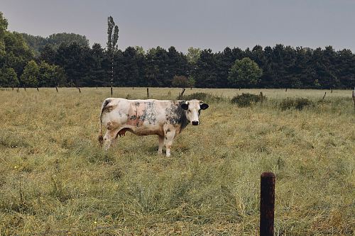 brown cattle on field