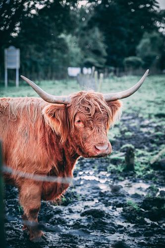 brown cattle on grass field