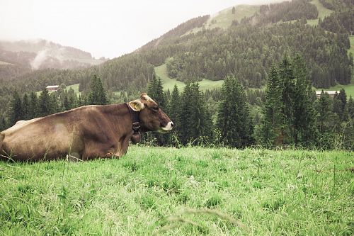 brown cattle on green grass