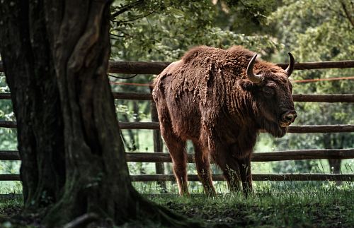 brown cattle standing beside fence and trees