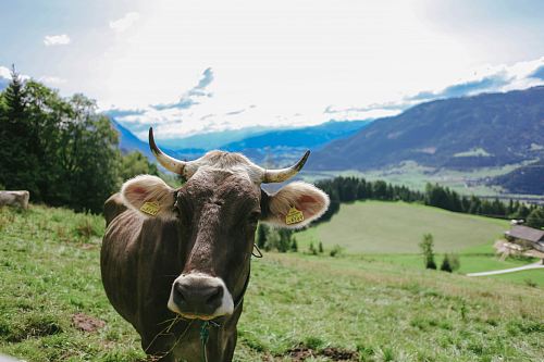 brown cattle walking on field