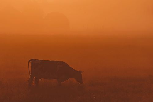 brown cow
