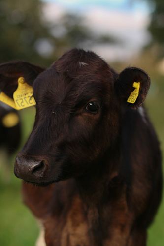 brown cow calf