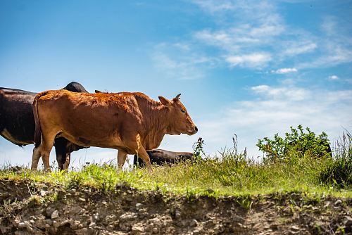 brown cow