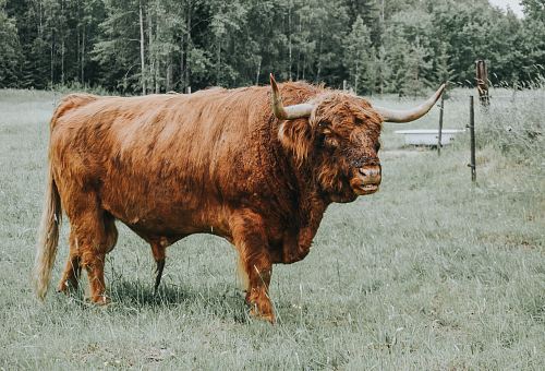 brown cow during daytime
