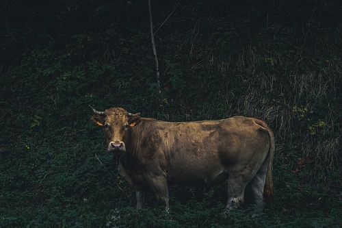 brown cow near mountain side full of grass during daytime