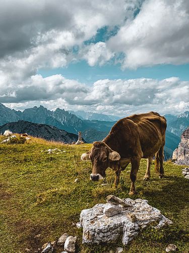 brown cow on grass on hill