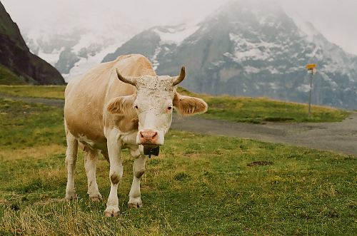brown cow on green grass