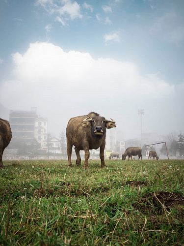 brown cow walking on grass field