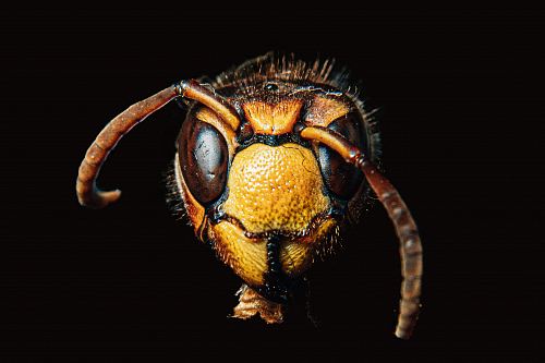 brown insect