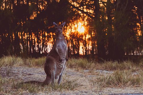 brown kangaroo near forests