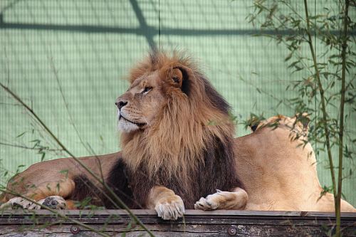 brown lion lying in prone position