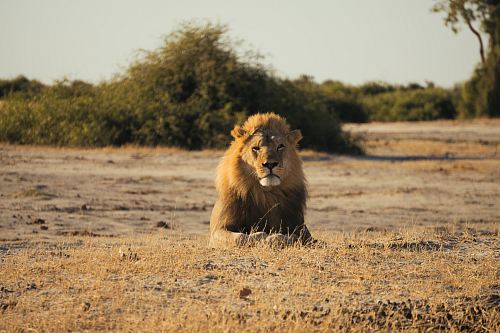 brown lion sitting on ground during daytime